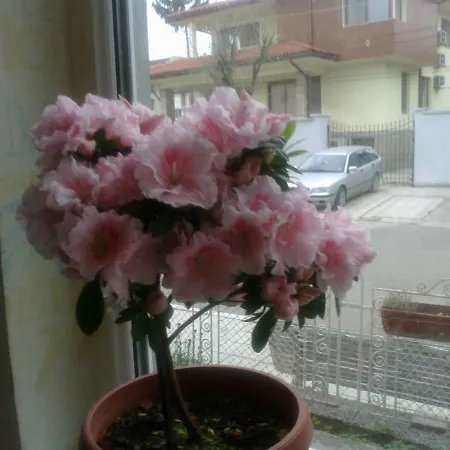 Pensiune Sunny House